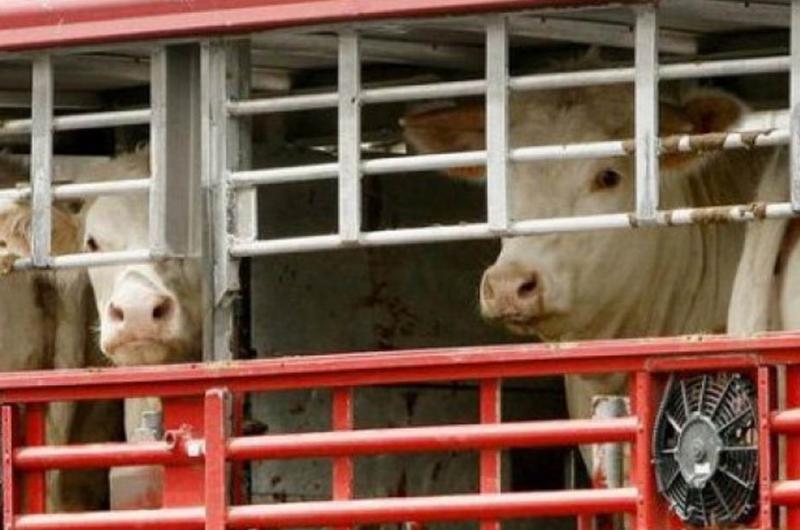 Un Menor Manejaba En Palma Sola Un Cami N Que Cargaba Vacas Robadas