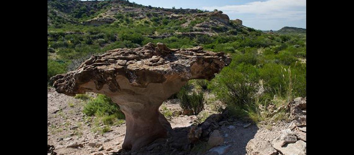 Un bosque petrificado en las  alturas del parque El Chifloacuten