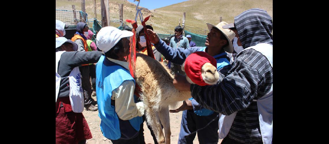 Comunidades andinas que trabajan  con vicuntildeas finalizaron actividades