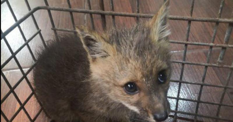 CaFaJu realiza intensas tareas de preservacioacuten de la fauna silvestre 