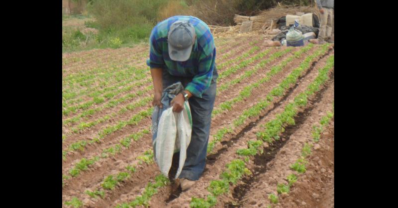 Logran mejorar la fertilidad de los suelos de la Quebrada