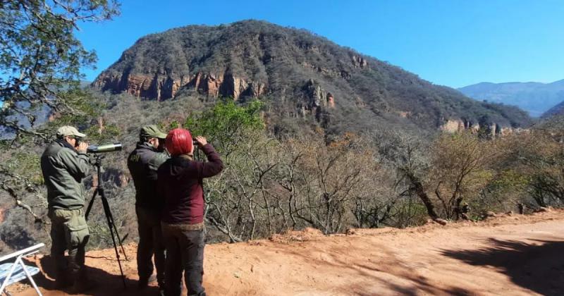 Realizaron el primer censo para conocer poblacioacuten de coacutendor andino de la provincia