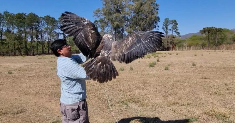 El CaFaJu liberoacute un ejemplar de aacuteguila mora rescatado y rehabilitado