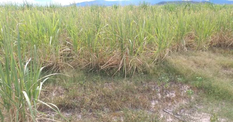 Sequiacutea- cantildeeros de Jujuy y Salta alertan sobre una fuerte caiacuteda en la produccioacuten 