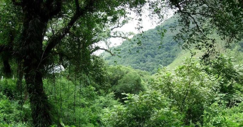 Convocatoria 2023 para la presentacioacuten de proyectos de proteccioacuten de bosques nativos