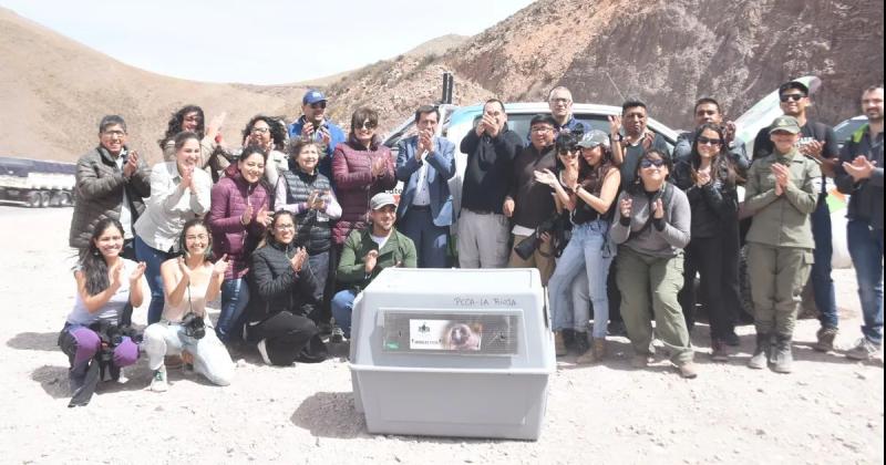 Liberaron ejemplar de coacutendor rescatado en Purmamarca tras haber caiacutedo en una casa