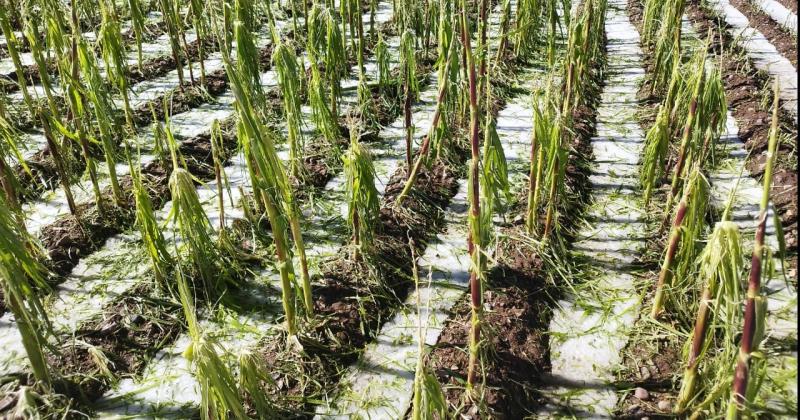 Terrible caiacuteda de granizos en Rodero deja peacuterdidas econoacutemicas a productores