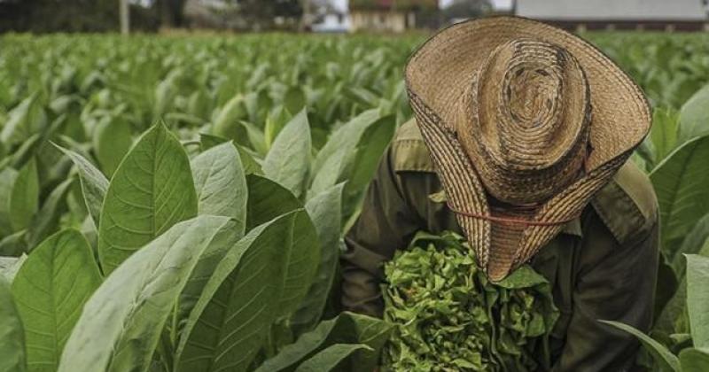 Preocupa la demora de Nacioacuten en enviar recursos del Fondo Especial del Tabaco