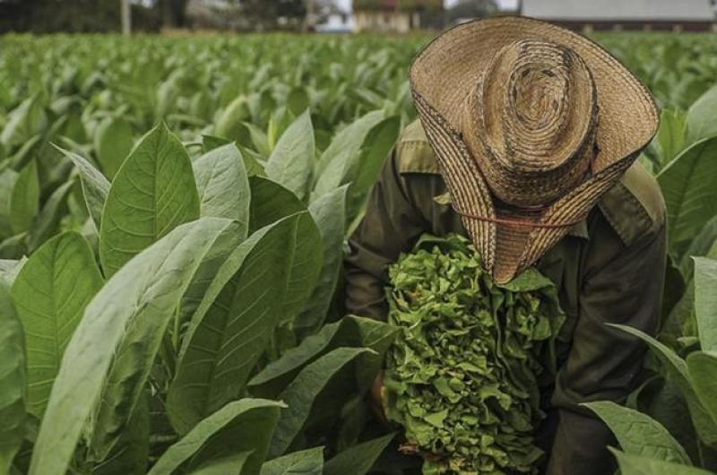 Preocupa la demora de Nacioacuten en enviar recursos del Fondo Especial del Tabaco