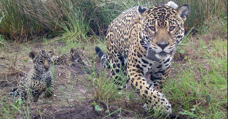 Logran avistar a una familia de yaguareteacutes en las Yungas