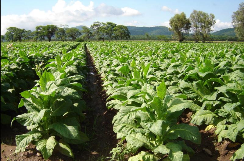 Previsibilidad y compensacioacuten energeacutetica para sector del tabaco