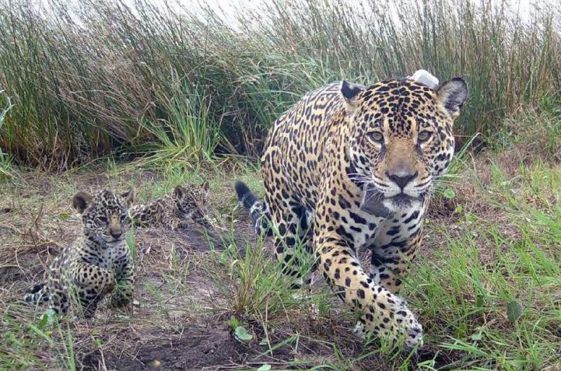 Logran avistar a una familia de yaguareteacutes en las Yungas