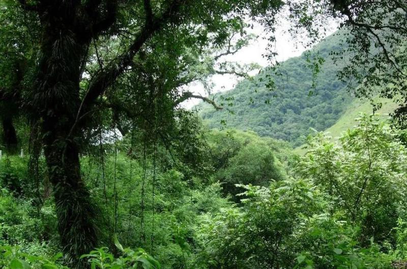 Abrieron convocatoria para acceder a los fondos 2024 de la Ley de Bosques