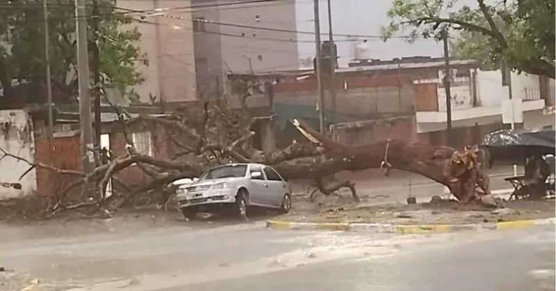 Anegamientos y peligrosa caiacuteda de aacuterboles dejoacute la fuerte tormenta en Capital