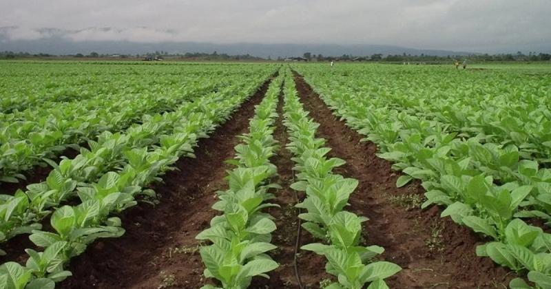 Subsidio para aliviar al sector tabacalero