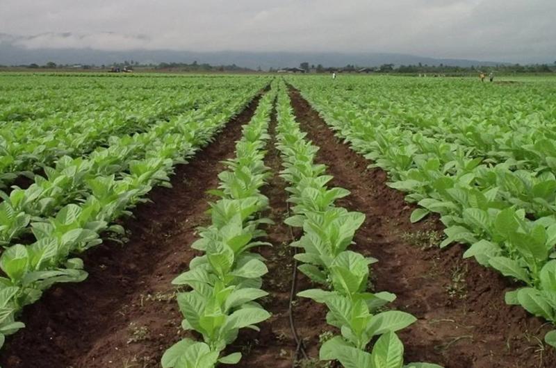 Subsidio para aliviar al sector tabacalero