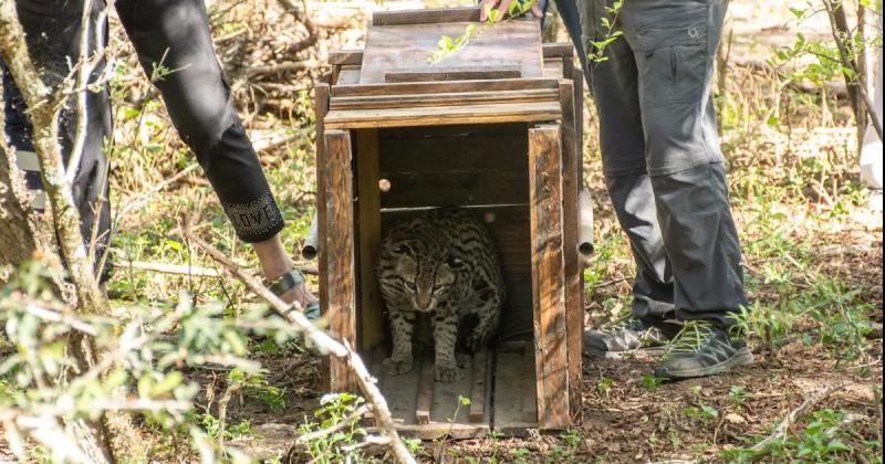 Sanaron y liberaron un ocelote que habiacutea quedado atrapado en una trampa de una granja