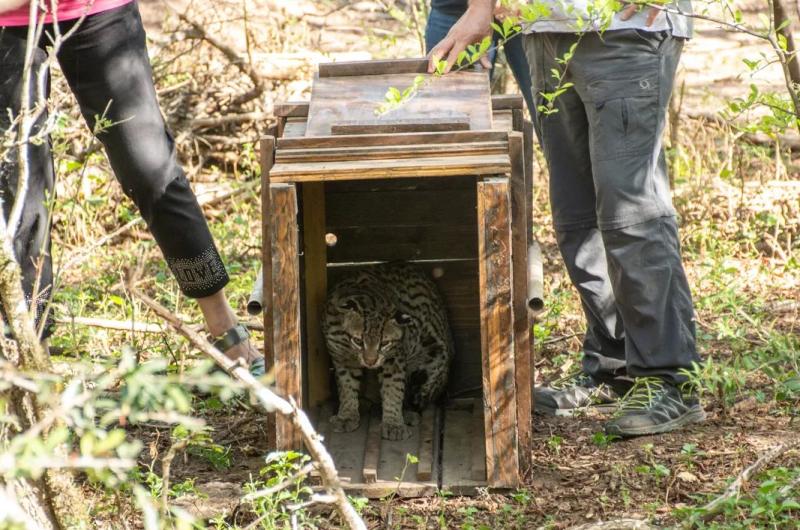 Sanaron y liberaron un ocelote que habiacutea quedado atrapado en una trampa de una granja