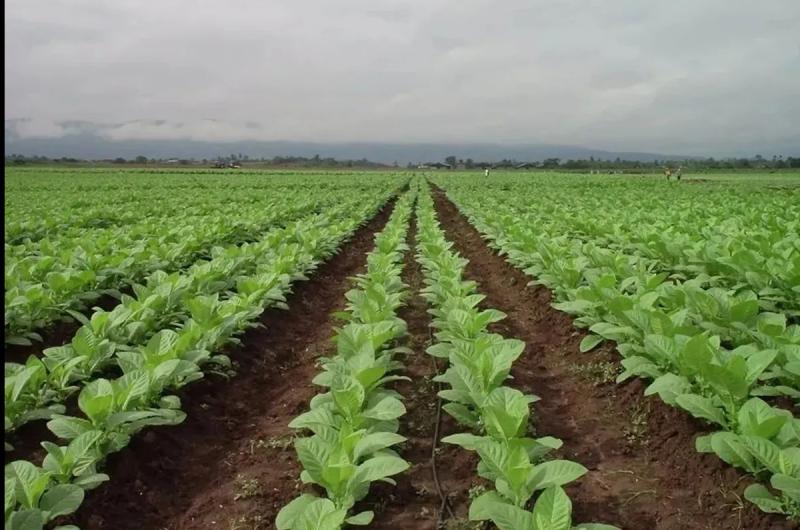 Implementan medidas para reducir costos energeacuteticos en la produccioacuten tabacalera