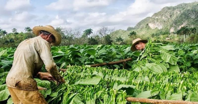 Productores piden un 30-en-porciento- de reajuste en el precio del tabaco  