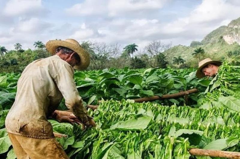 Productores piden un 30-en-porciento- de reajuste en el precio del tabaco  