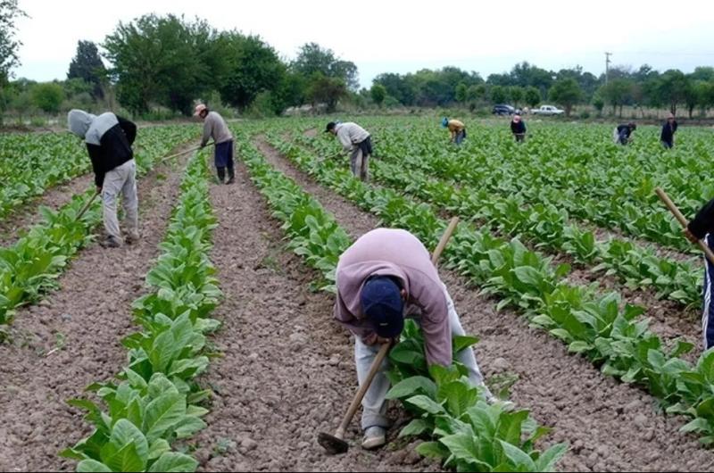 Tabaco- provisariamente piden 30-en-porciento- y un reajuste superior por el precio definitivo