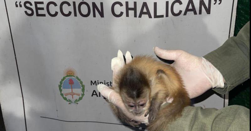 Viajaba desde Bolivia trasladando una criacutea de mono capuchino