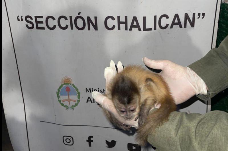 Viajaba desde Bolivia trasladando una criacutea de mono capuchino